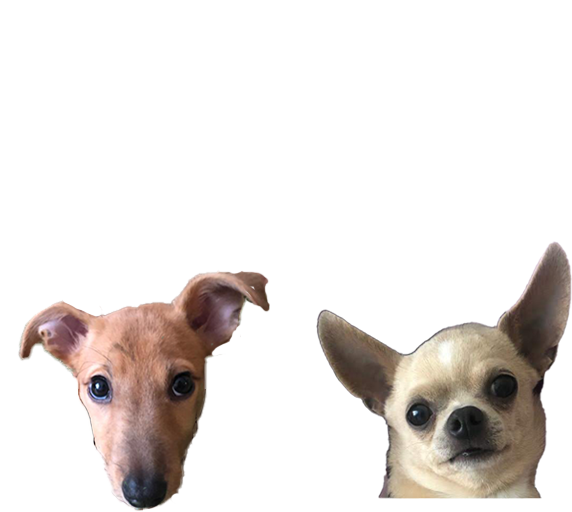 paragraf zwierzoochronny